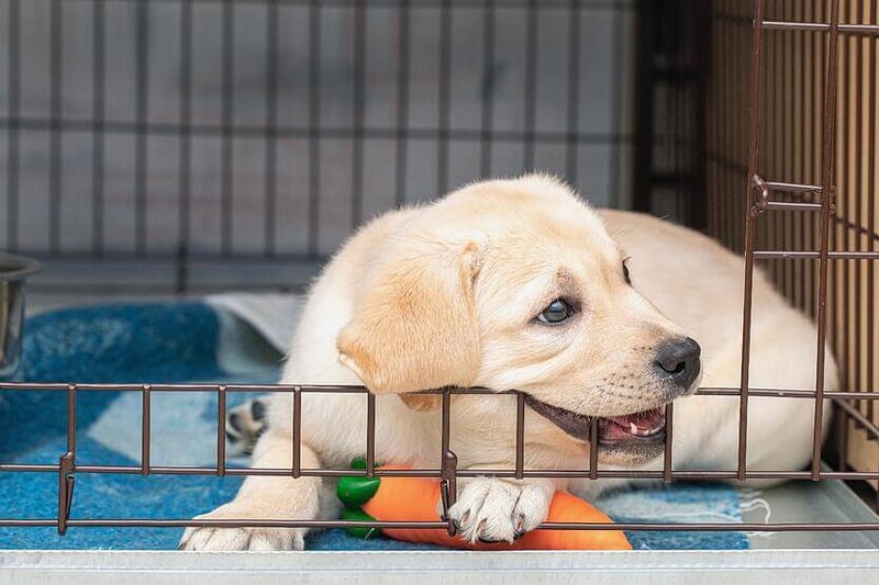 Dog shops biting crate